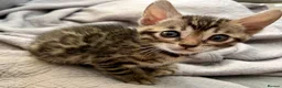 Bengal cats for sale: 4 gorgeous female Bengal kittens ready to reserve - Advert 3
