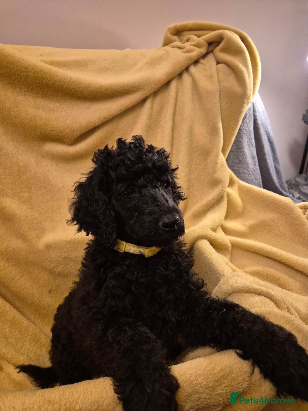 Standard Poodle dogs for sale: outstanding litter of standard poodle pups - Advert 10