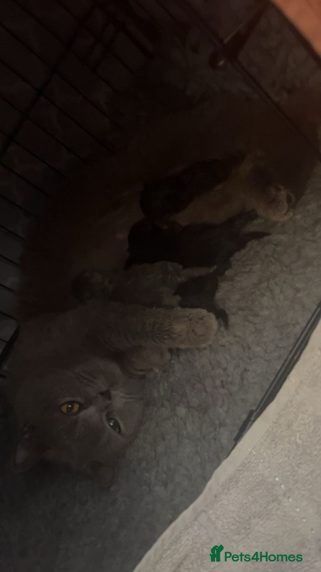 Mixed Breed cats for sale: 6 mixed breed / british shorthair kittens - Image 17