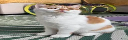 British Shorthair cats for sale: Gccf registered bsh kittens-1 girl left-ready now - Advert 3
