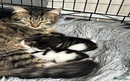 Maine Coon cats for sale: Unique Maine Coon Cross Kittens - Image 6
