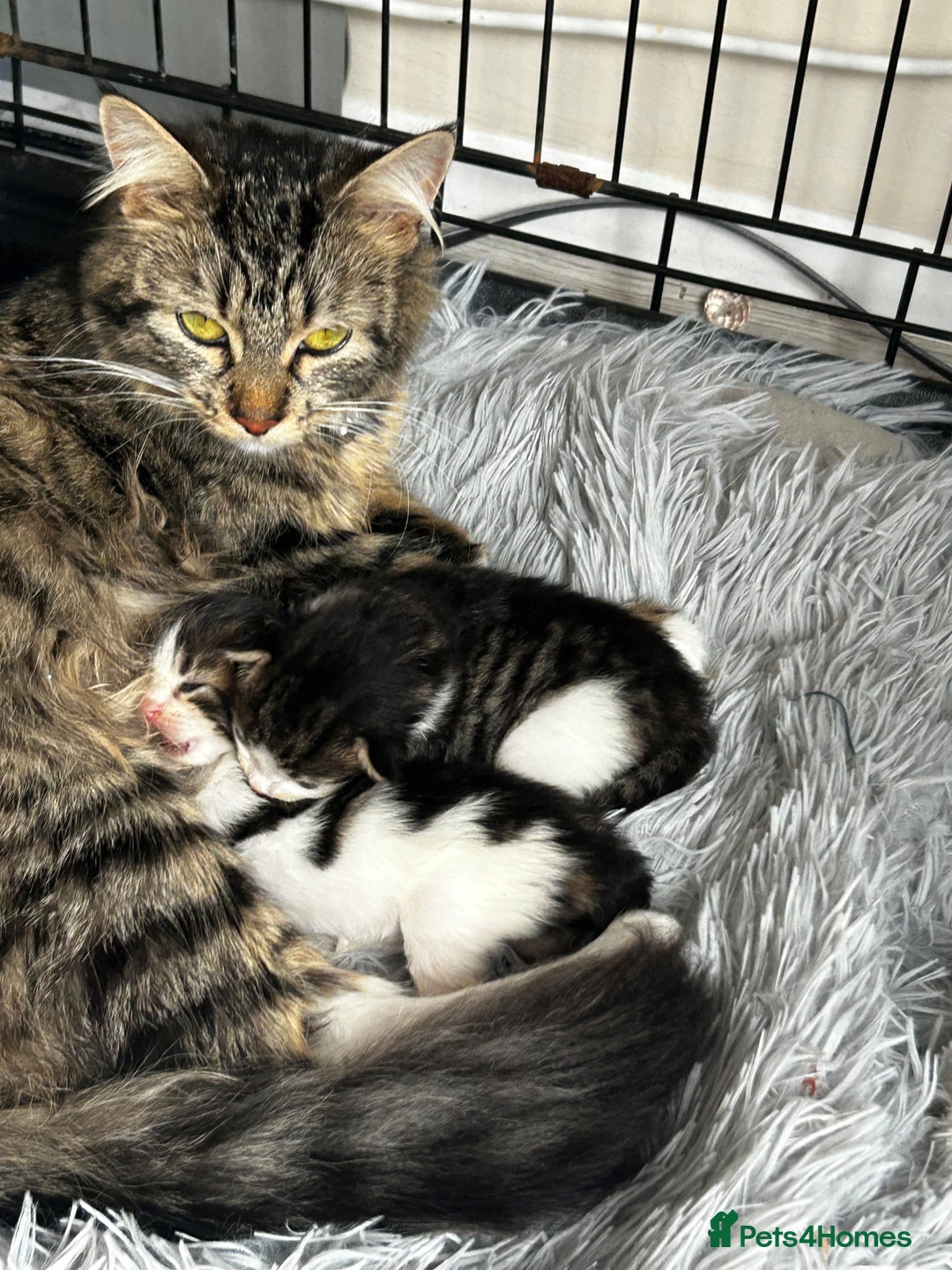 Maine Coon cats for sale: Unique Maine Coon Cross Kittens - Image 6