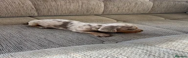 Miniature Dachshund 5