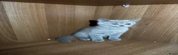 British Shorthair cats for sale: 3 British shorthair girls - Advert 15
