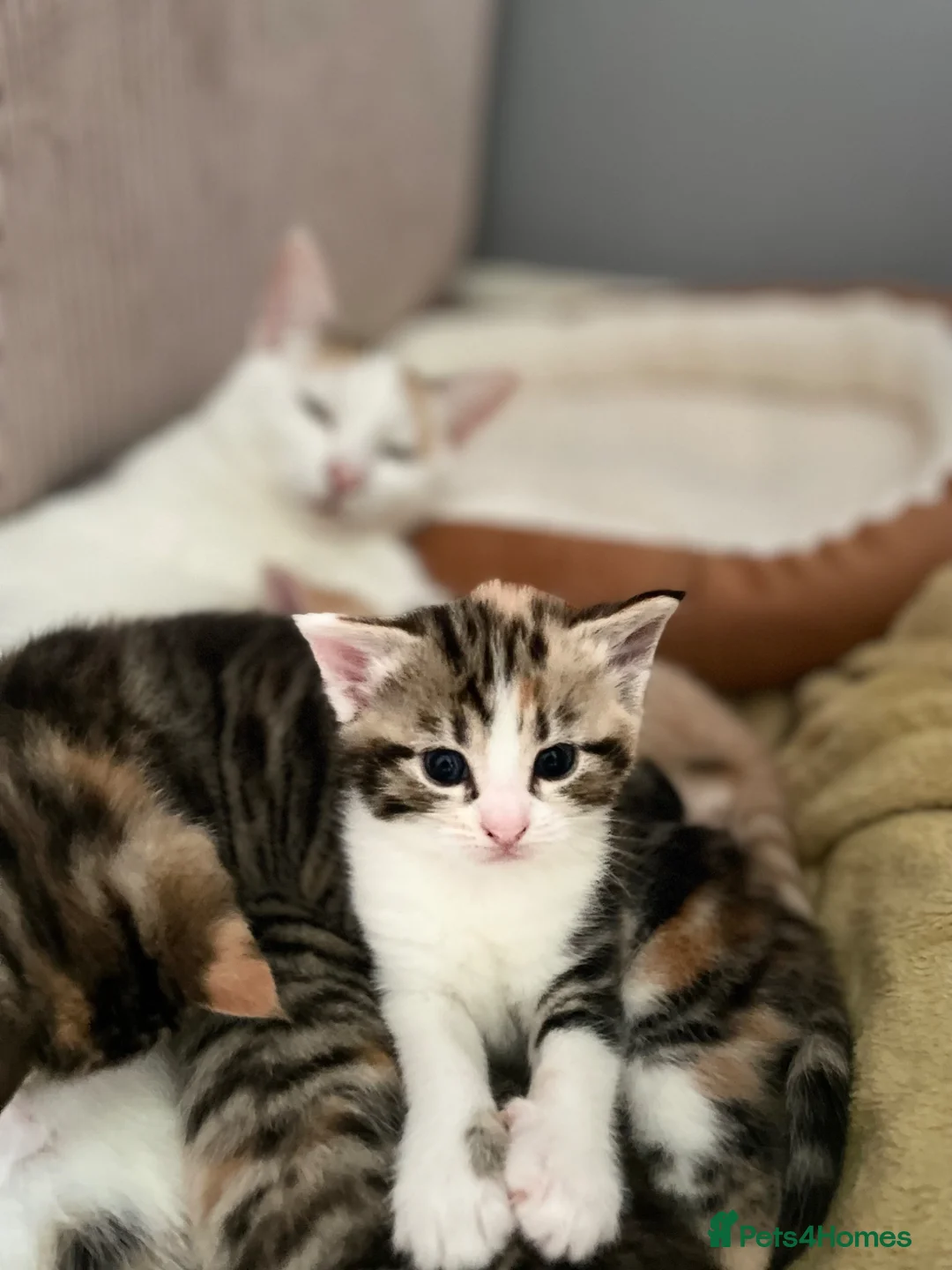 Mixed Breed cats for sale: KITTENS : 7 weeks old - Advert 2