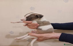Whippet dogs for sale: Beautiful KC Reg Whippet Puppies - Advert 8