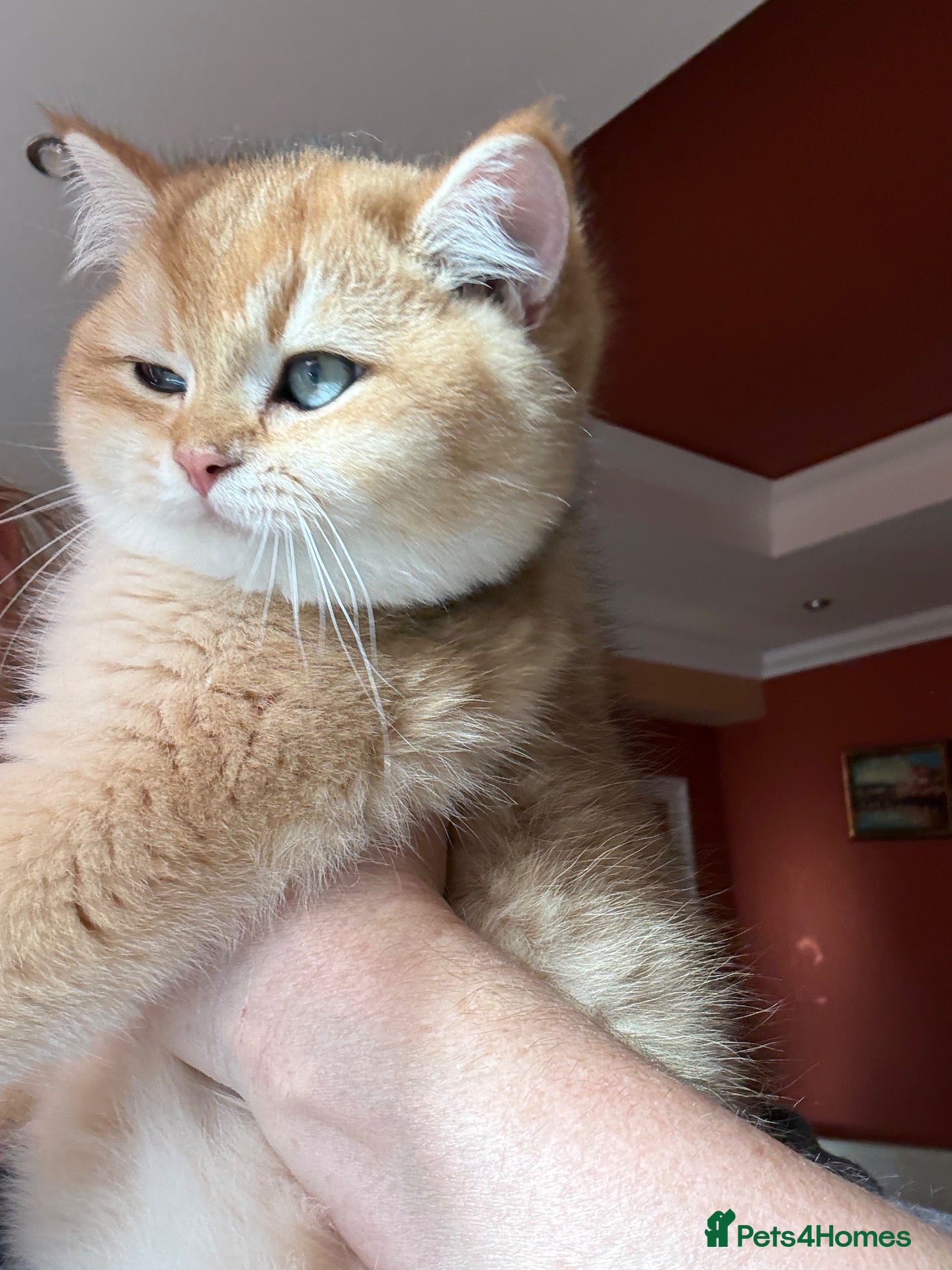 British Shorthair cats for sale: Ready Show Quality Golden Chinchillas - Advert 1