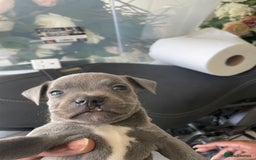 Staffordshire Bull Terrier dogs for sale: Blue Staffies For Sale - Image 9