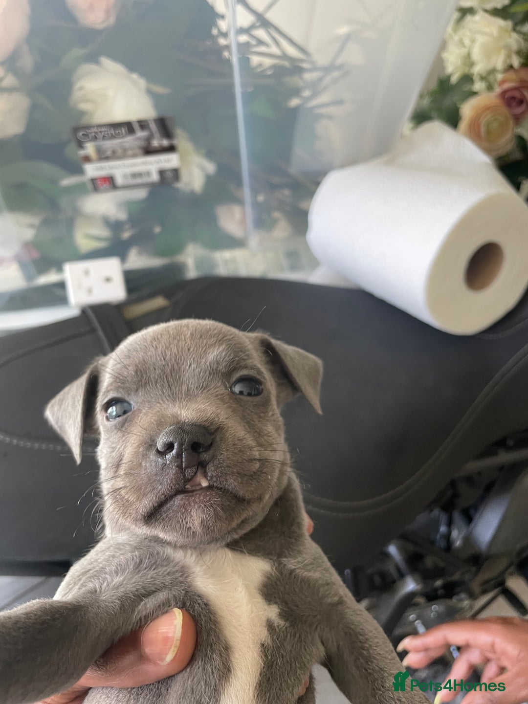 Staffordshire Bull Terrier dogs for sale: Blue Staffies For Sale - Image 9