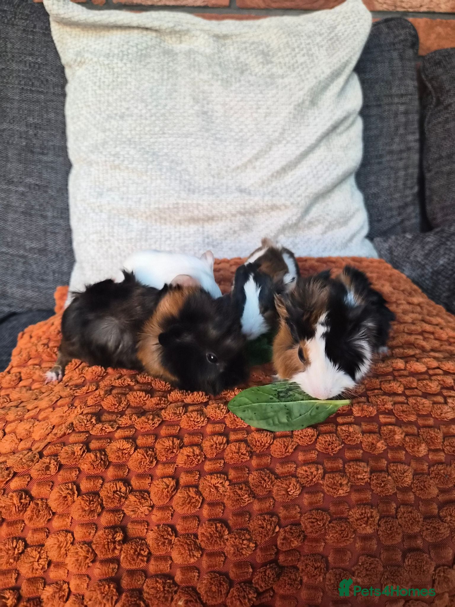 Guinea Pig rodents Baby guinea pigs - Advert 1