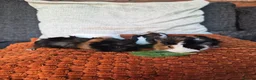 Guinea Pig rodents for sale: Baby guinea pigs - Advert 1