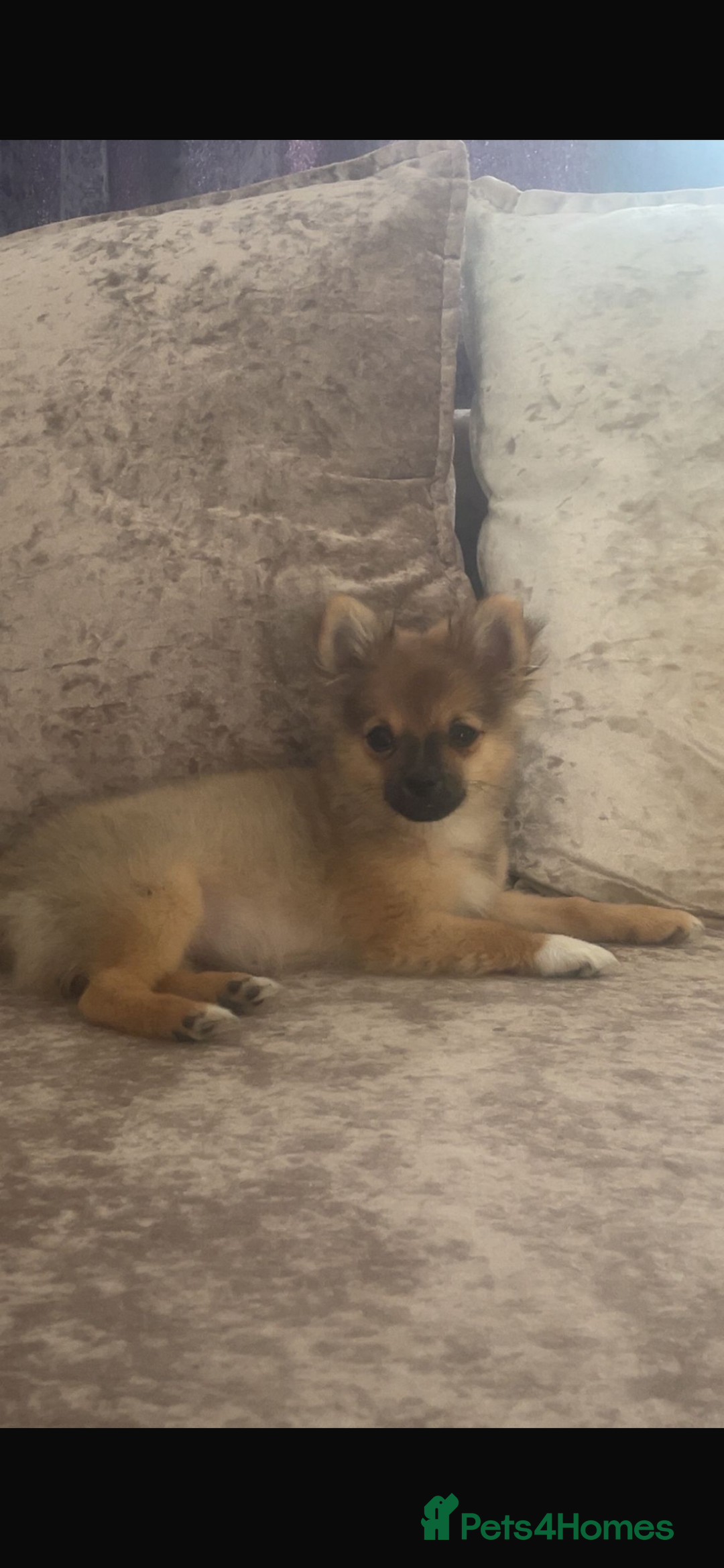 Pomchi dogs for sale: Beautiful tiny puppy  - Image 5