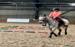Appaloosa horses for sale: 13.1 hh Appaloosa Mare  - Image 21