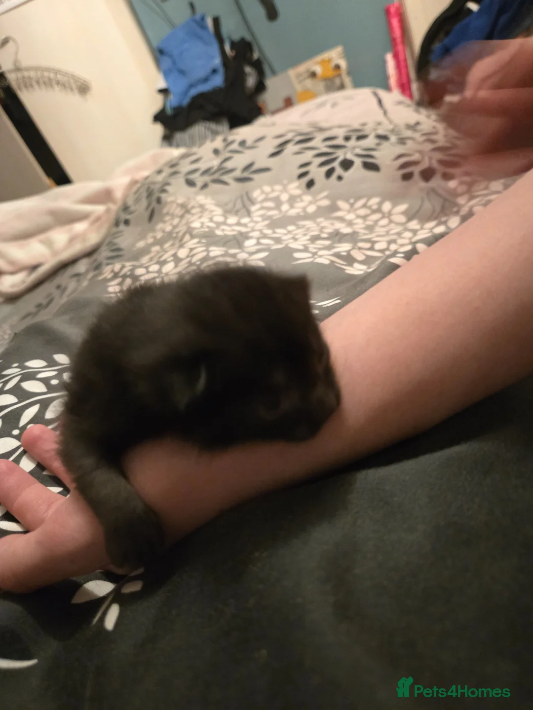 Mixed Breed cats for sale: Beautiful black male kitten !!! in Thornton-Cleveleys - Advert 2