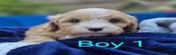 Cavapoo dogs for sale: Health Tested Quality F1 Cavapoo Puppies.  - Advert 11