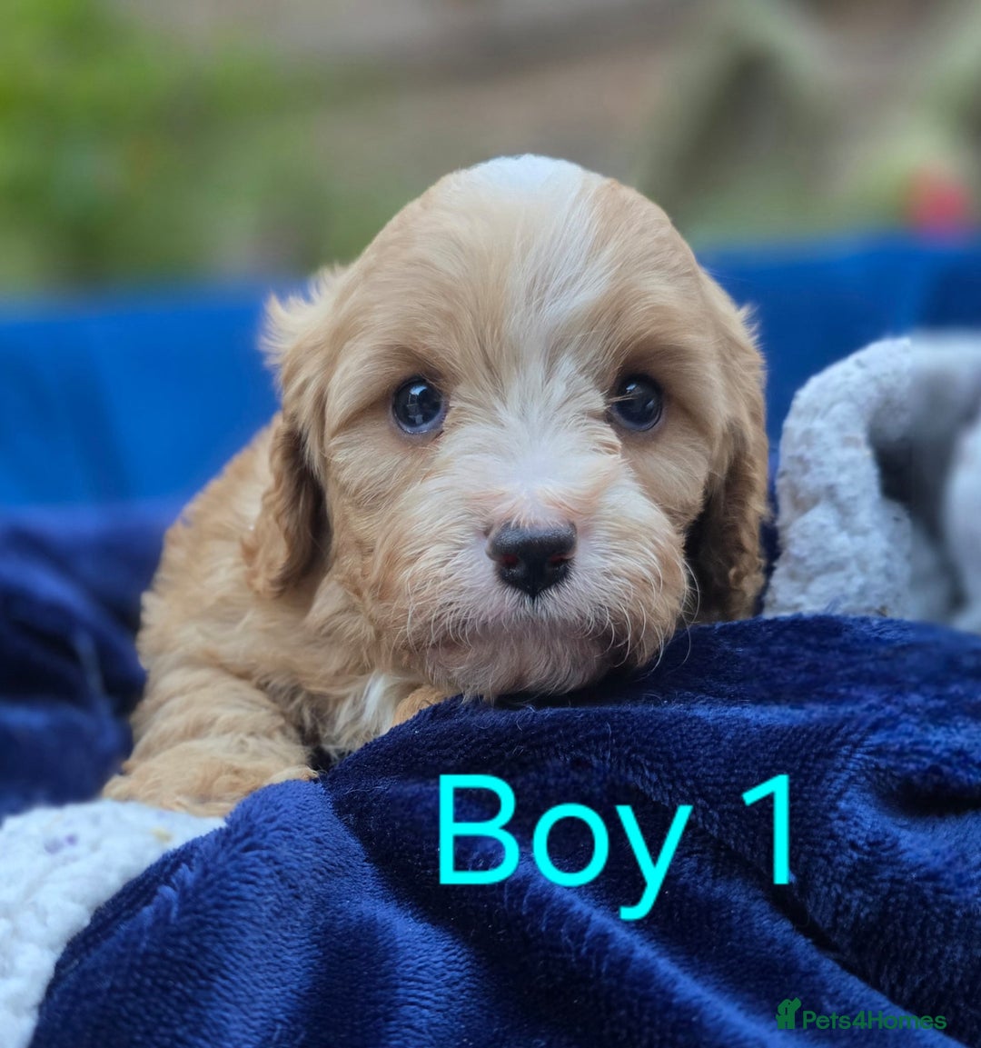 Cavapoo dogs for sale: Health Tested Quality F1 Cavapoo Puppies.  - Advert 11