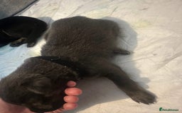 Mixed Breed dogs for sale: 8 beautiful pups, looking for forever home🐾 - Image 15