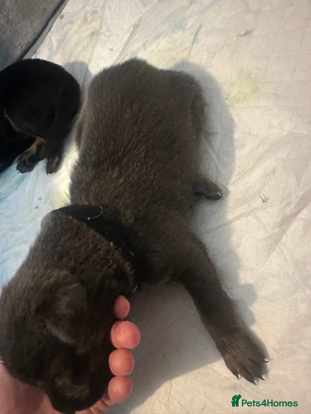 Mixed Breed dogs for sale: 8 beautiful pups, looking for forever home🐾 - Image 15