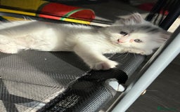 Turkish Angora cats for sale: 8 weeks old kitties girls left - Image 3
