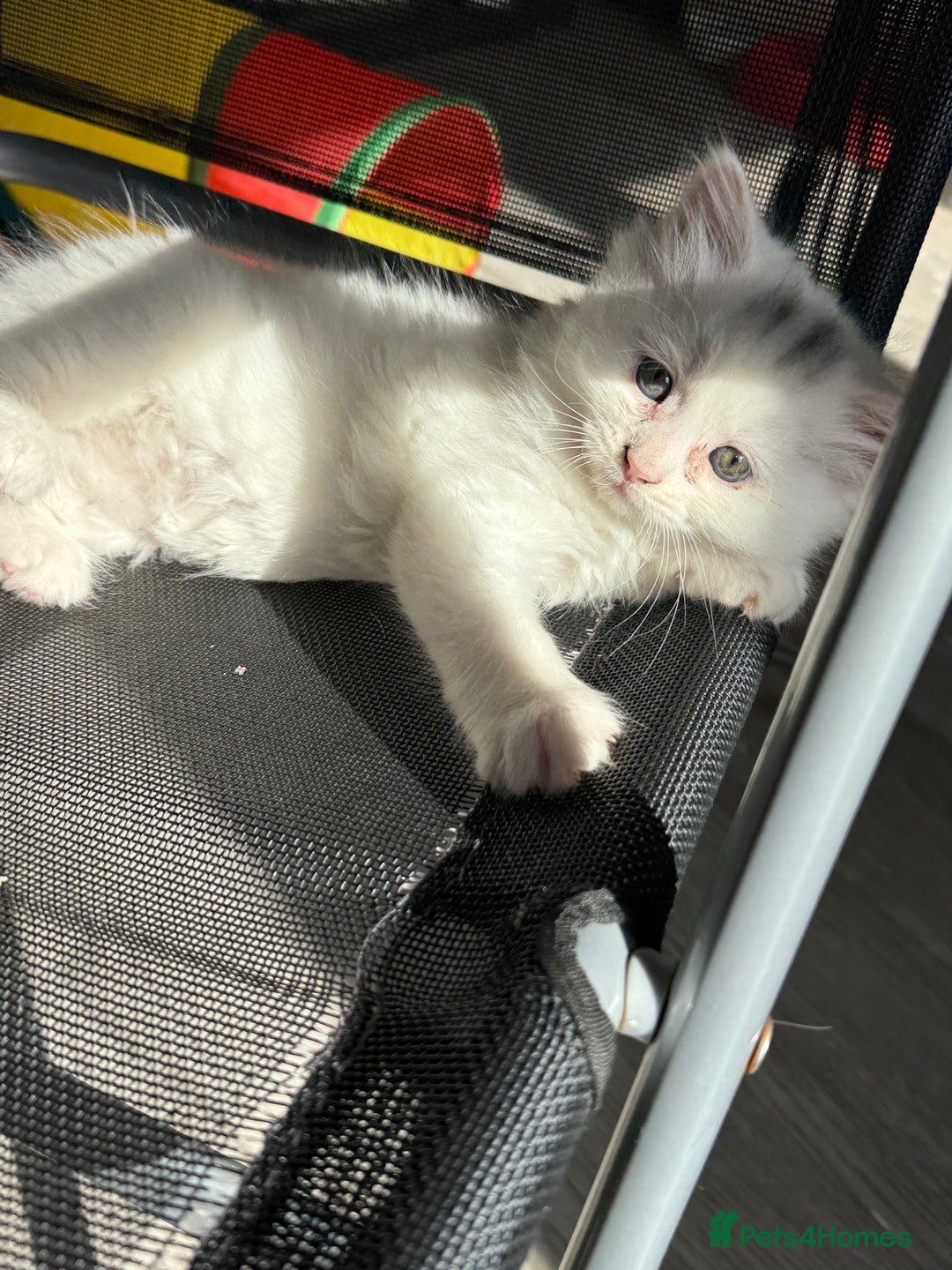 Turkish Angora cats for sale: 8 weeks old kitties girls left - Image 3