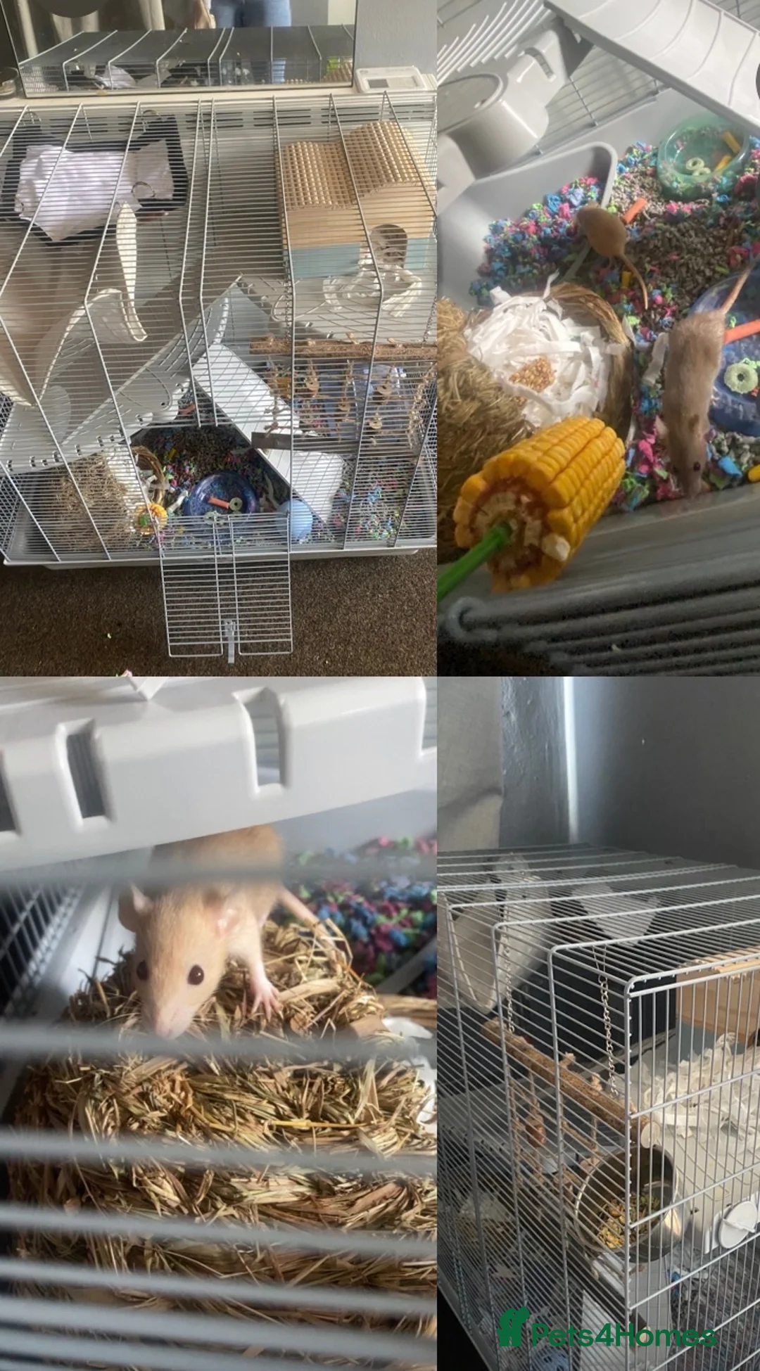 Rat rodents for sale: 2 femail rats for sale with cage in Redditch - Advert 4