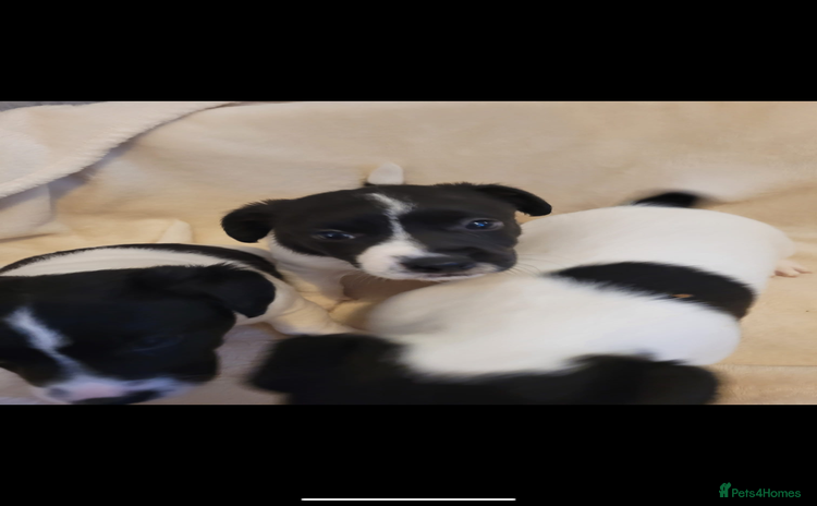 Jack Russell dogs - Advert 5