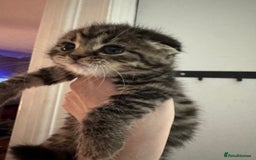 Scottish Fold cats for sale: Scottish fold kittens - Image 3