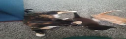 Domestic Shorthair cats for sale: Gorgeous kittens in Fakenham - Advert 10