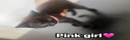 British Longhair cats for sale: Two beautiful British longhair x domestic kittens - Advert 4