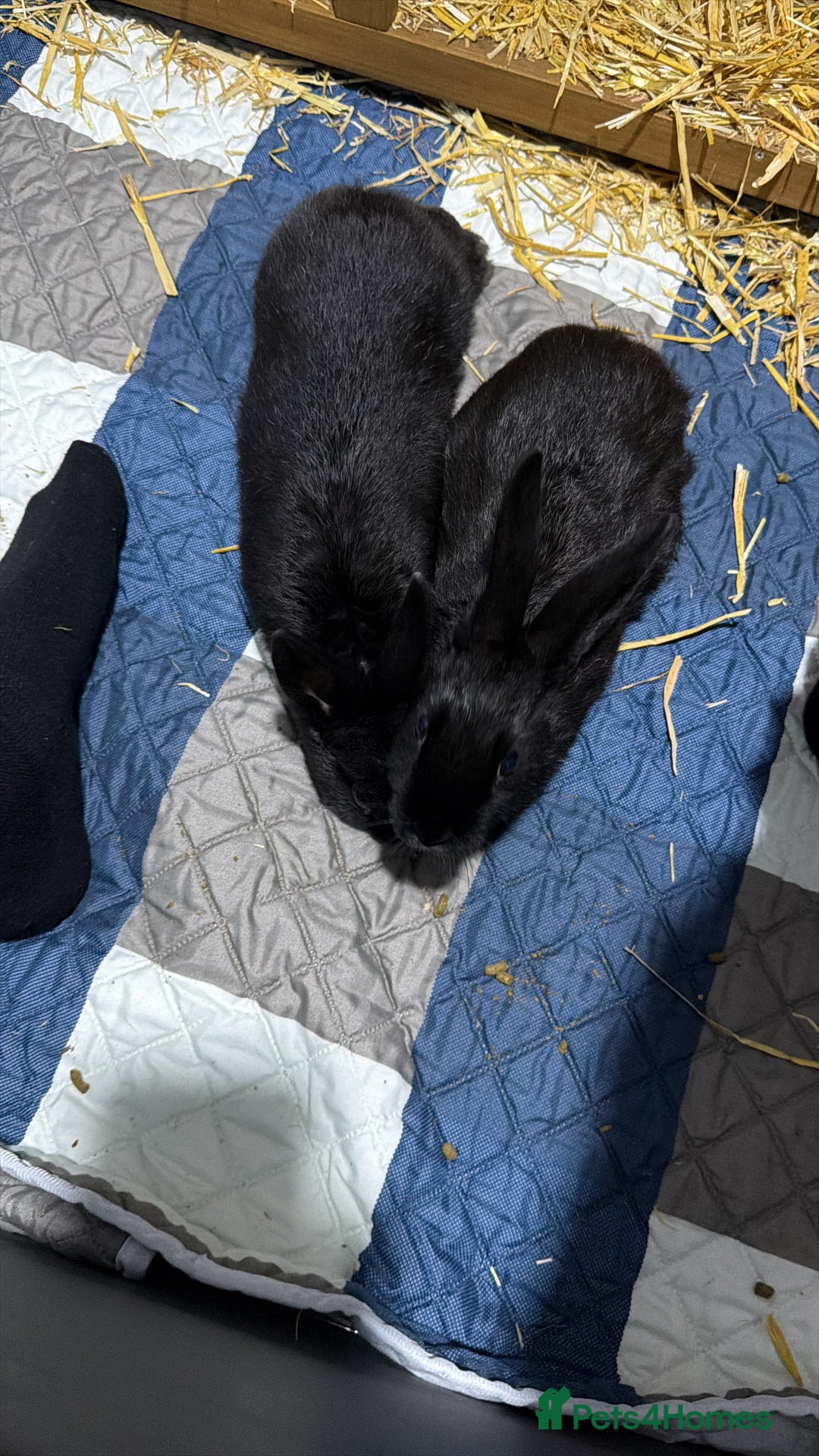 Mixed Breed rabbits for sale: Rabbits for Sale - Advert 1