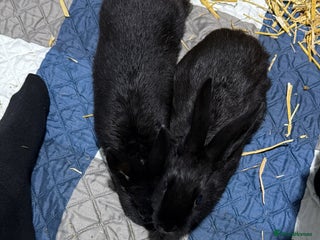 Mixed Breed rabbits Rabbits for Sale - Advert 4