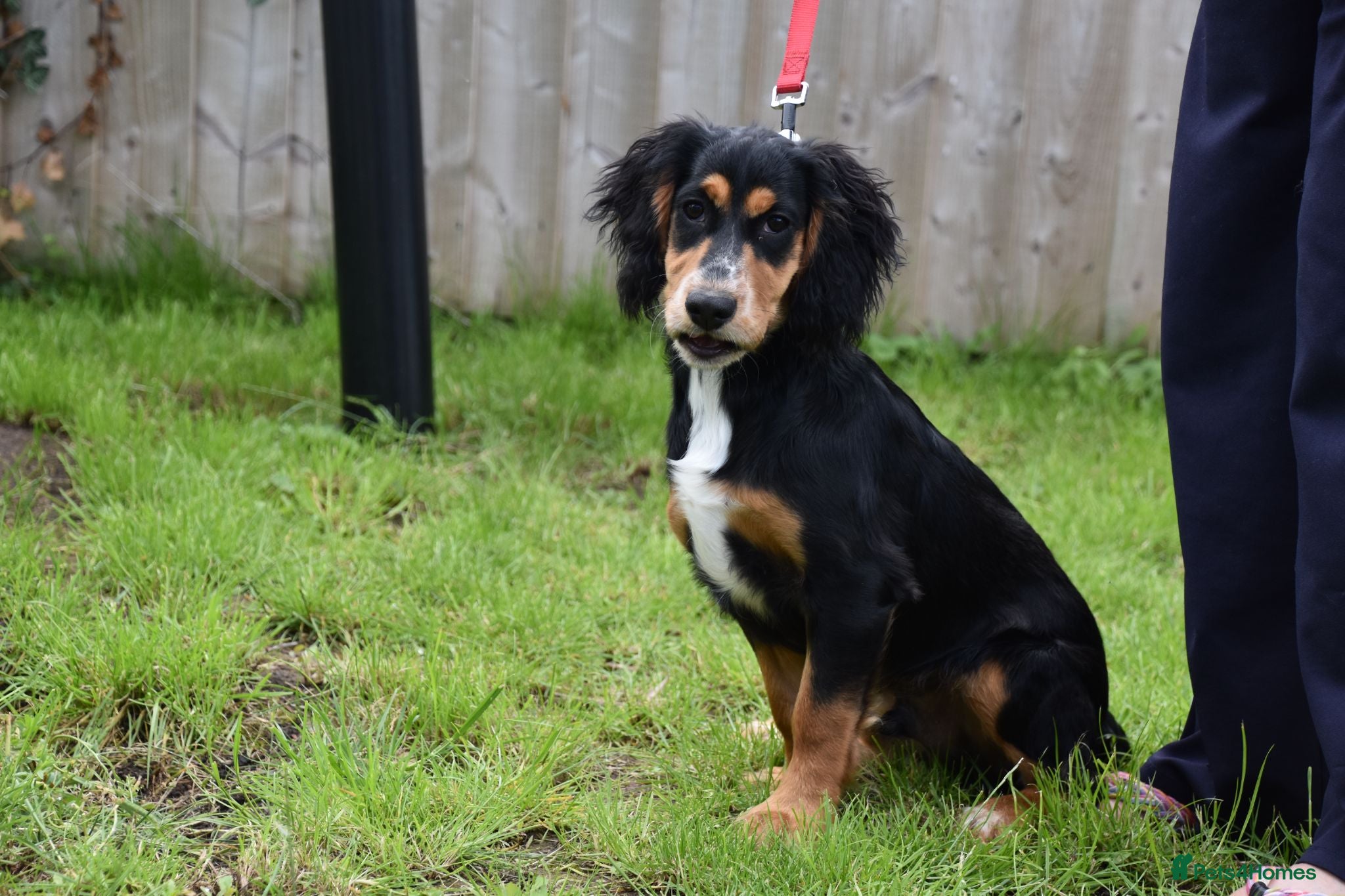 Cocker Spaniel dogs 5 Months Old Male Working Cocker KC Reg - Advert 1