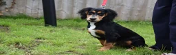 Cocker Spaniel dogs for sale: 5 Months Old Male Working Cocker KC Reg - Advert 29