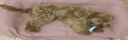 Cockapoo dogs for sale: Male cockapoo pup for sale - Advert 5