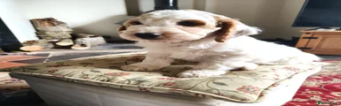Cockapoo 5