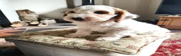Cockapoo dogs for sale: 1 boy remaining,F1 cocapoo  - Advert 17