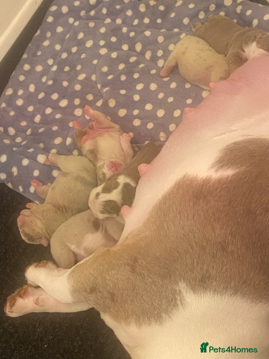 English Bulldog dogs for sale: The most beautiful bulldogs in manny - Advert 7