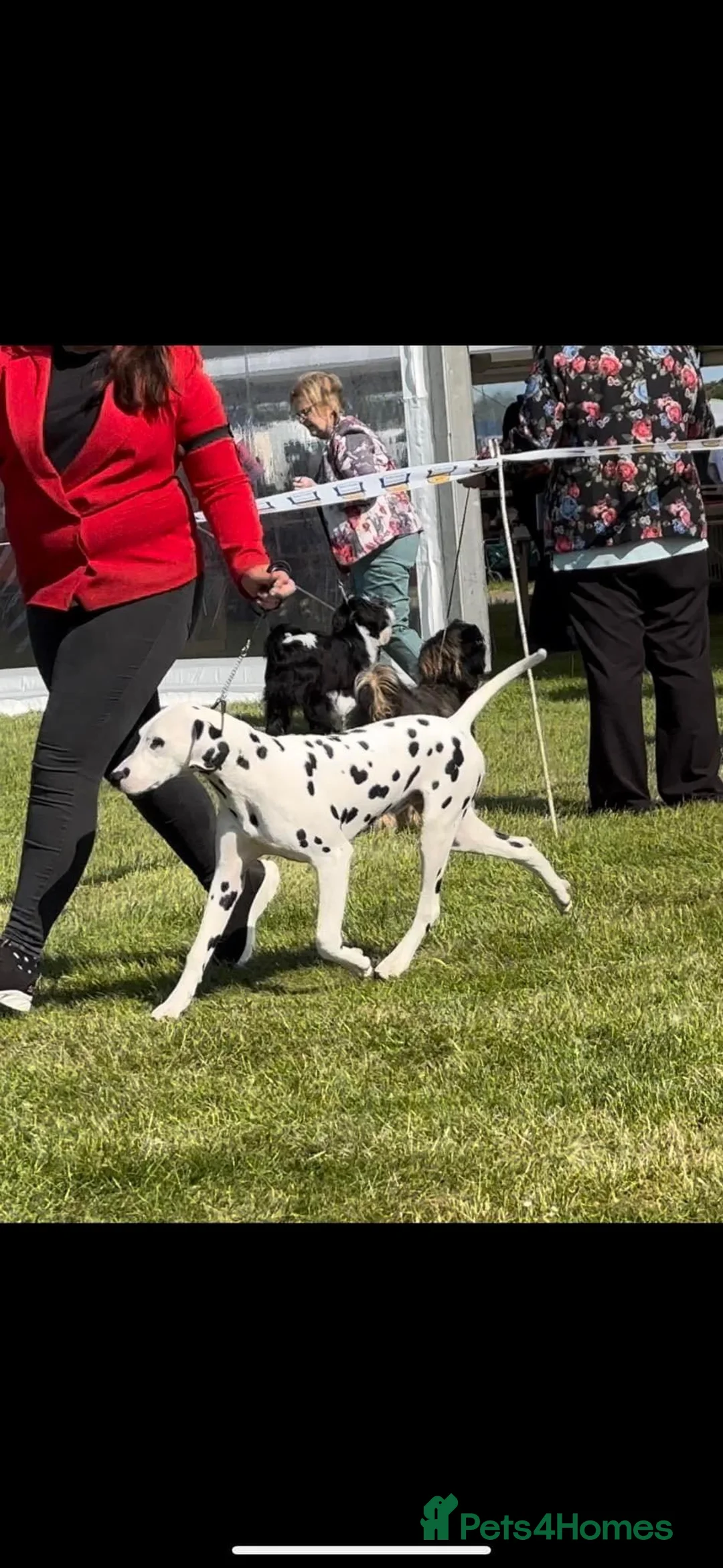 Dalmatian dogs for stud: Outstanding, health tested KC reg male| proven in Aberdare - Advert 14