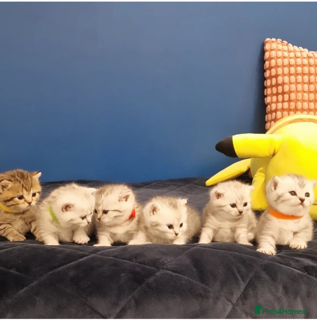 British Shorthair cats for sale: 🩵💙💜Amasing British Shorthair Kittens🧡💚💙 - Advert 8