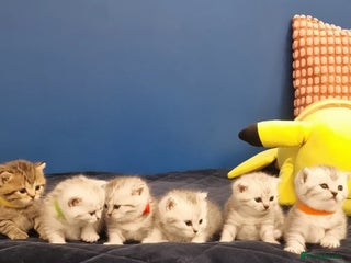 British Shorthair cats 🩵💙💜Amasing British Shorthair Kittens🧡💚💙 - Advert 18