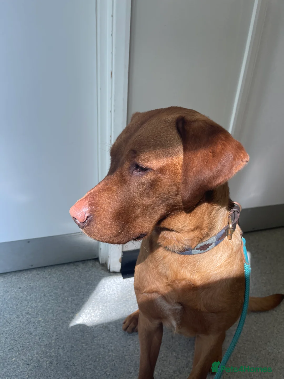 Labrador Retriever dogs for stud: Stunning KC dark Fox Red stud in Ware - Advert 2