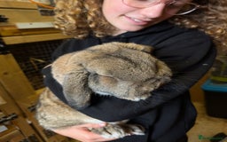 German Lop rabbits for sale: German Lop Rabbits - 10 week old babies - Image 7