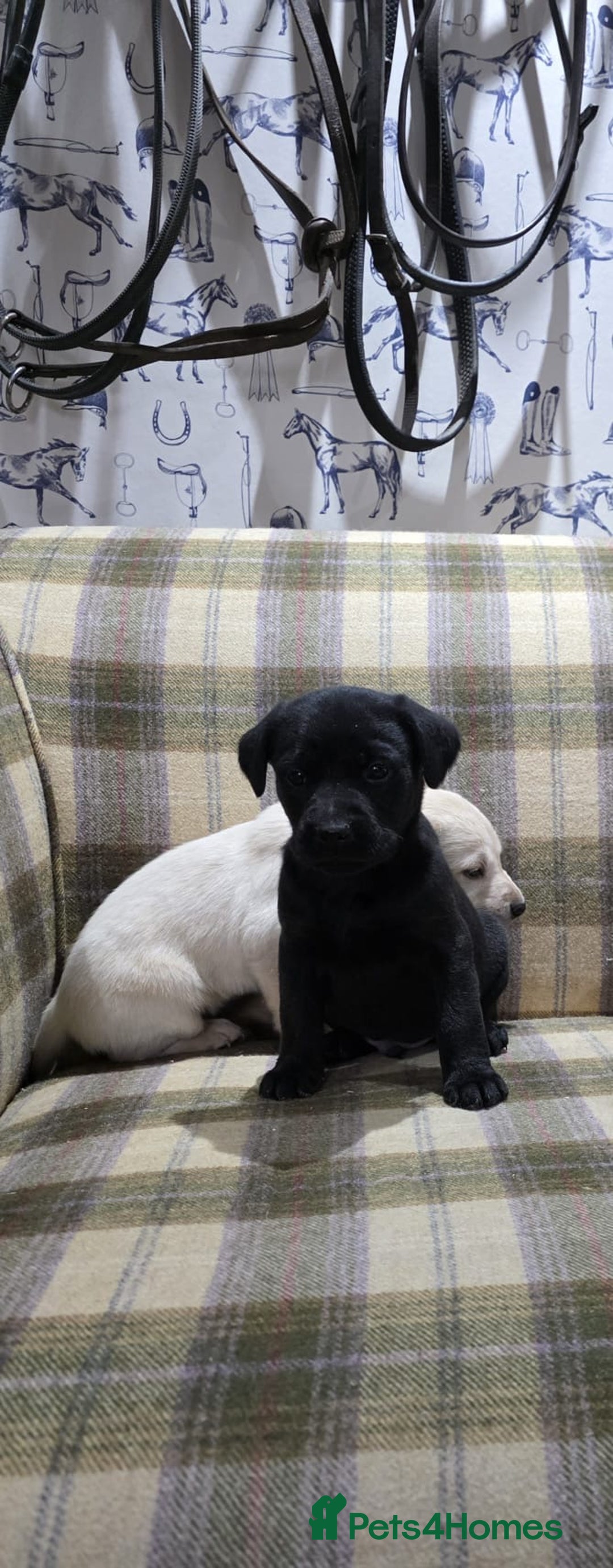 Labrador Retriever dogs for sale: Labrador puppies gold and black boys and girls  - Advert 15