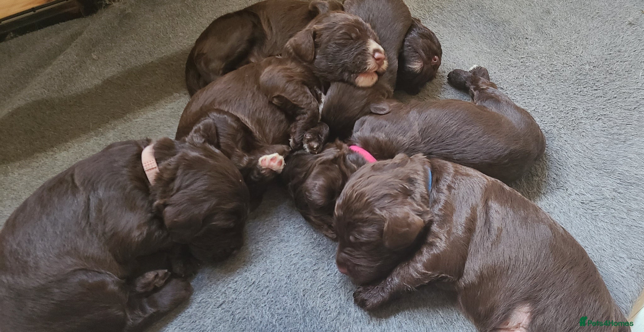 Sproodle dogs Gorgeous Chocolate F1 Sproodle Puppies  - Advert 1