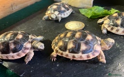 Tortoise reptiles for sale: Baby Tortoises Herman & Marginates - Image 5