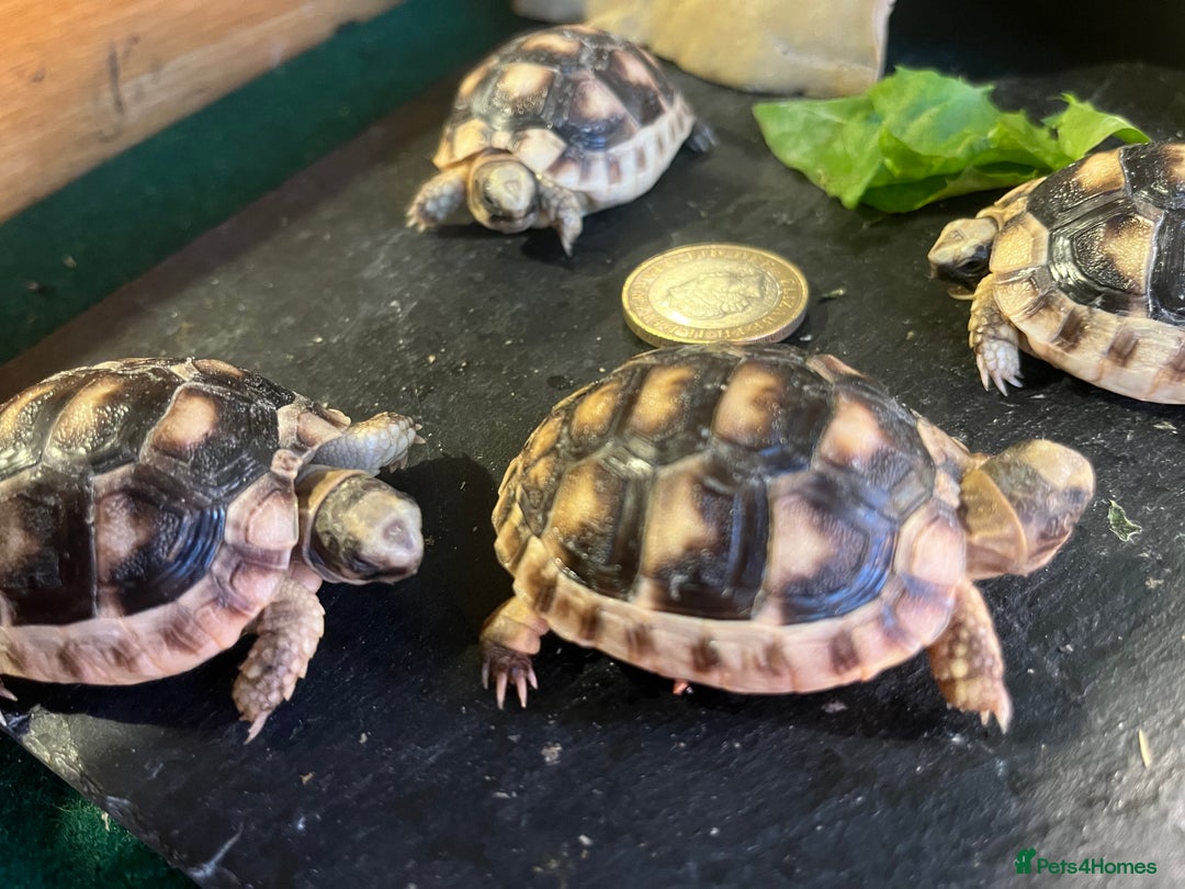 Tortoise reptiles for sale: Baby Tortoises Herman & Marginates - Image 5