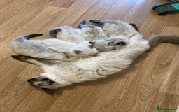 Ragdoll cats for sale: Beautiful Fluffy Ragdoll Kittens Female - Image 6