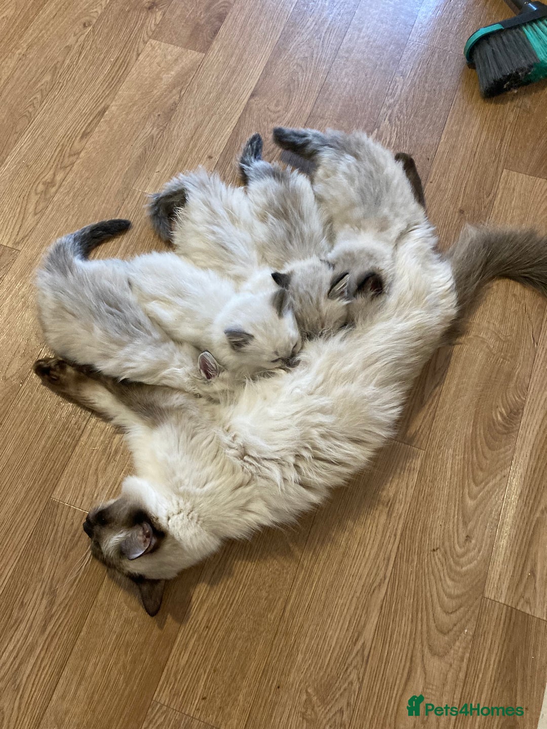 Ragdoll cats for sale: Beautiful Fluffy Ragdoll Kittens Female - Image 6