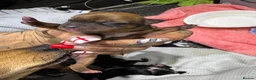 Mixed Breed dogs for sale: 7 beautiful puppies  in Taunton - Advert 8