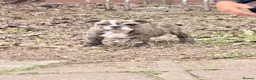 English Bulldog dogs for sale: KC Registered English Bulldog Puppies  - Advert 26